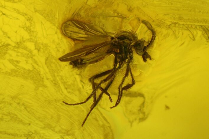Three Fossil Flies (Diptera) In Baltic Amber #207517